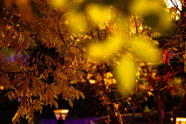 美育|保定理工学院|管理学院|“拾秋入镜 定格斑斓”秋季摄影大赛结果公示